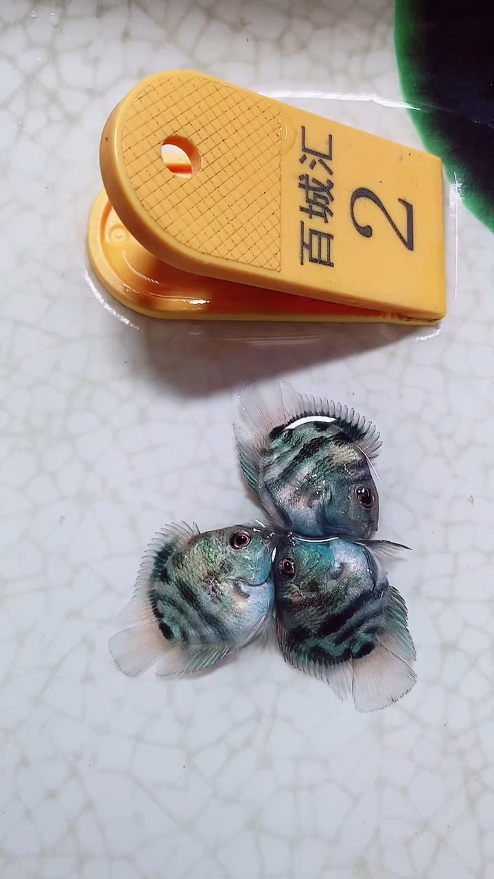 鹦鹉鱼9999999999