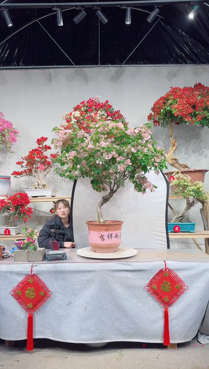 【闪购商品】盆景丽人