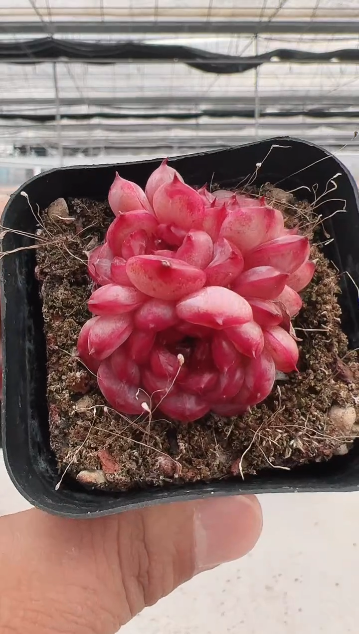 【闪购商品】海丽-7