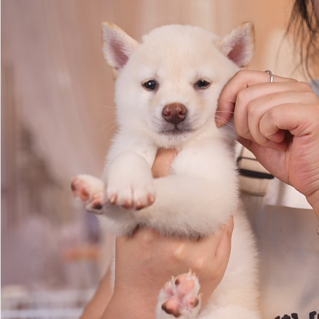 【棉花糖弟弟】黑柴赤柴白柴豆柴纯种双血统幼犬家庭伴侣