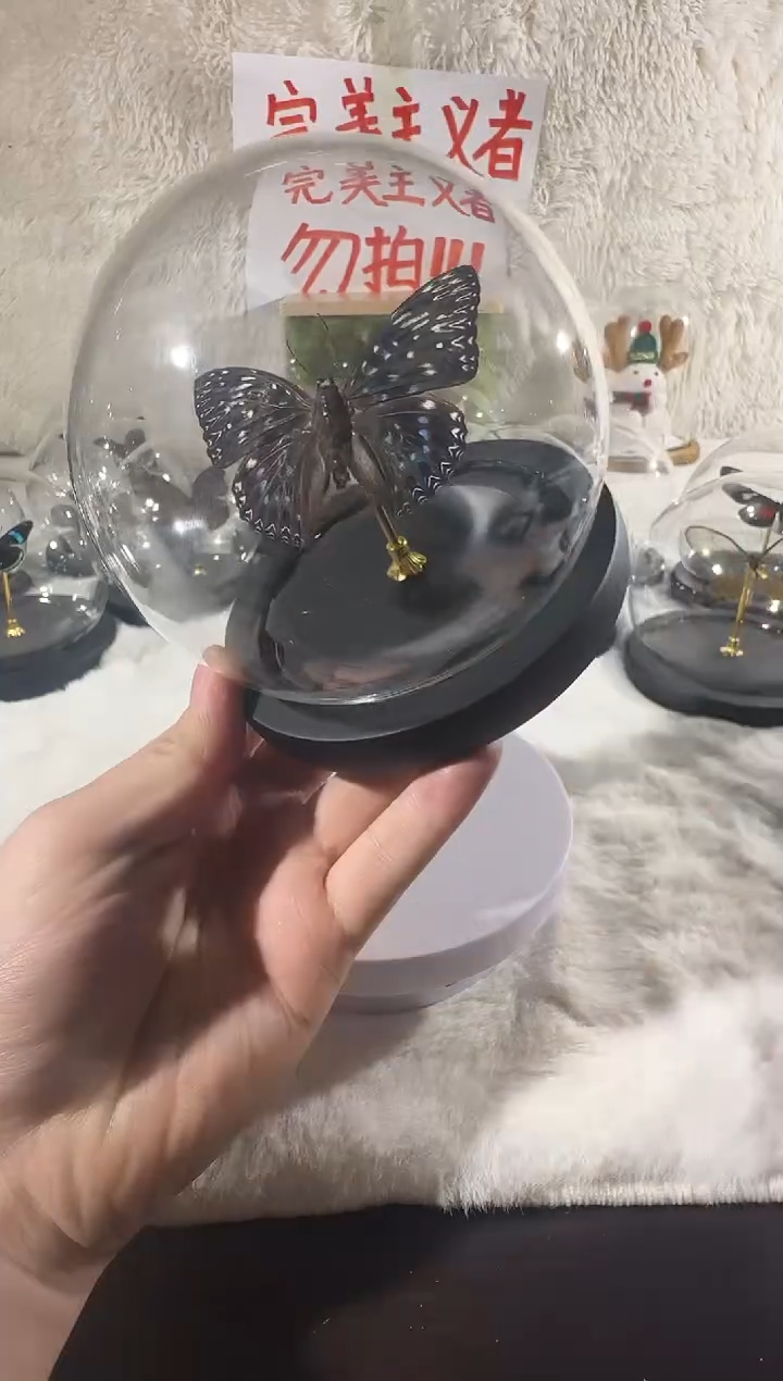 电蛱蝶  水晶球   