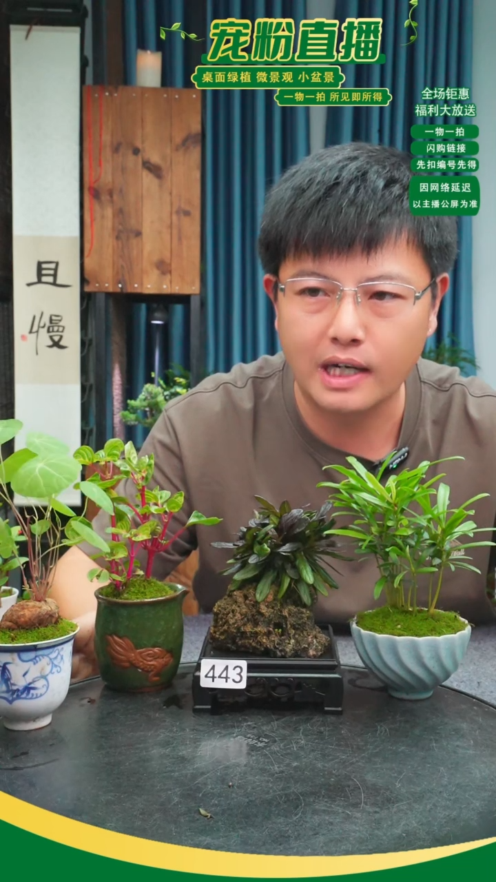 无花朵?****c苔藓微景观443号