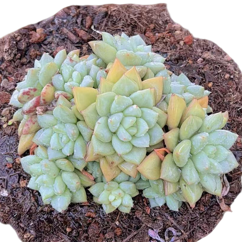 群生象牙多肉植物【满19包邮】