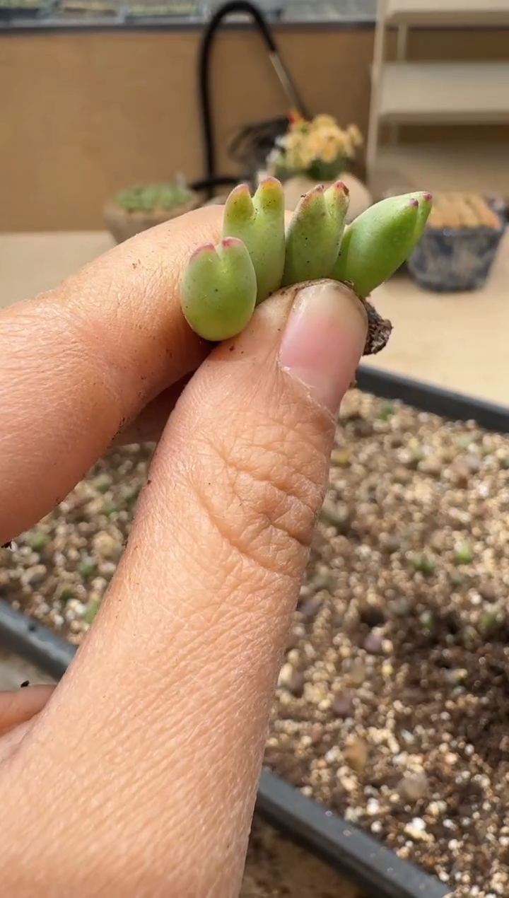 多肉植物肉锥3-192迷你皮卡一颗