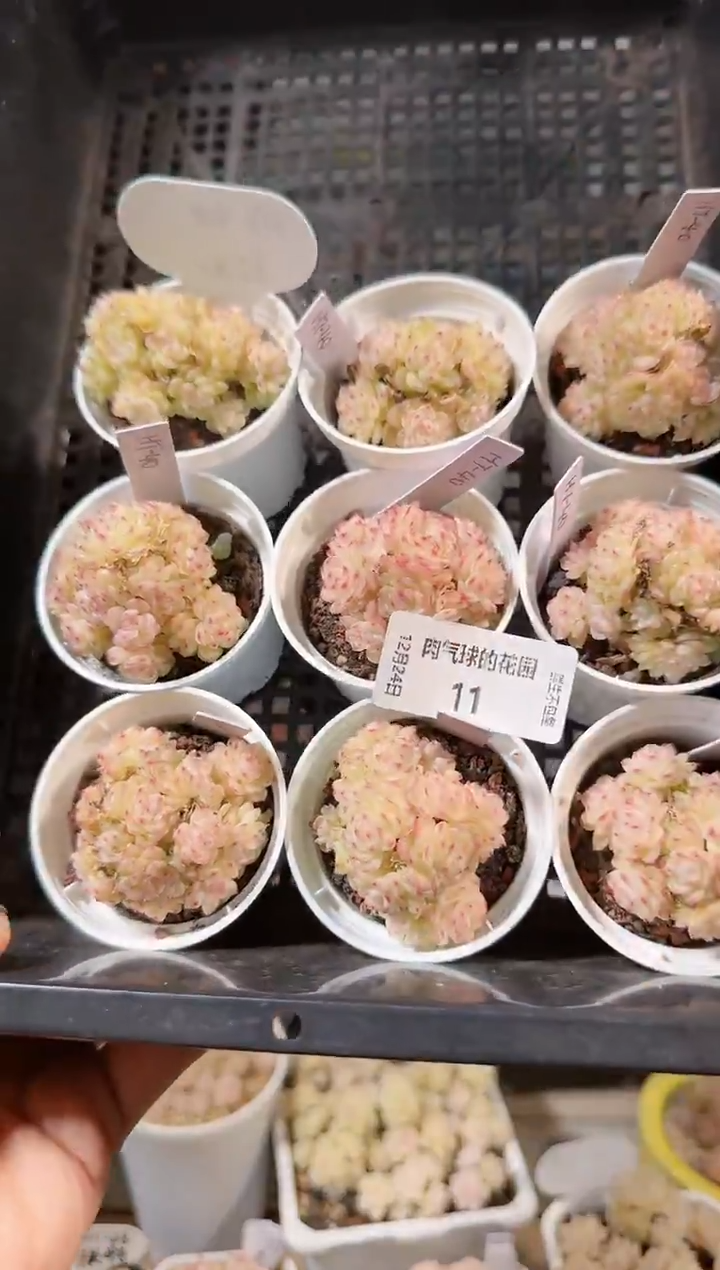 1224-11HT-40多肉量拍任意发一颗群生不包整