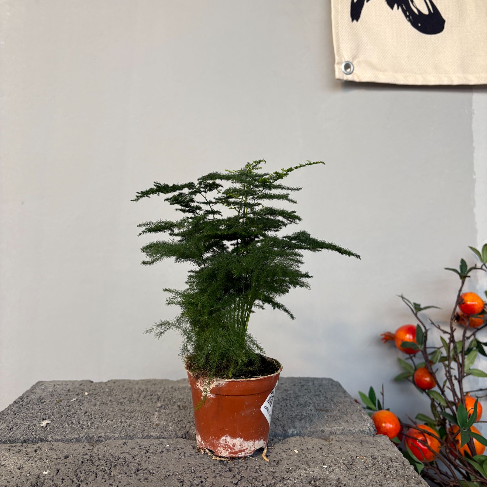 矮文竹盆栽好养易活办公室桌面小绿植盆栽