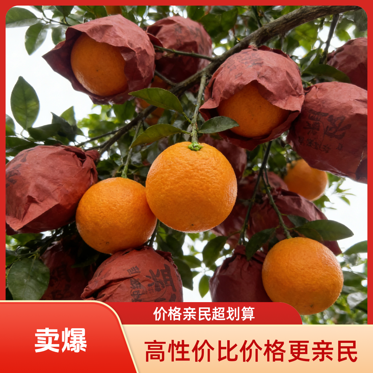 四川爱媛果冻橙新鲜产地直发现摘现发礼盒装包邮手剥网红水果