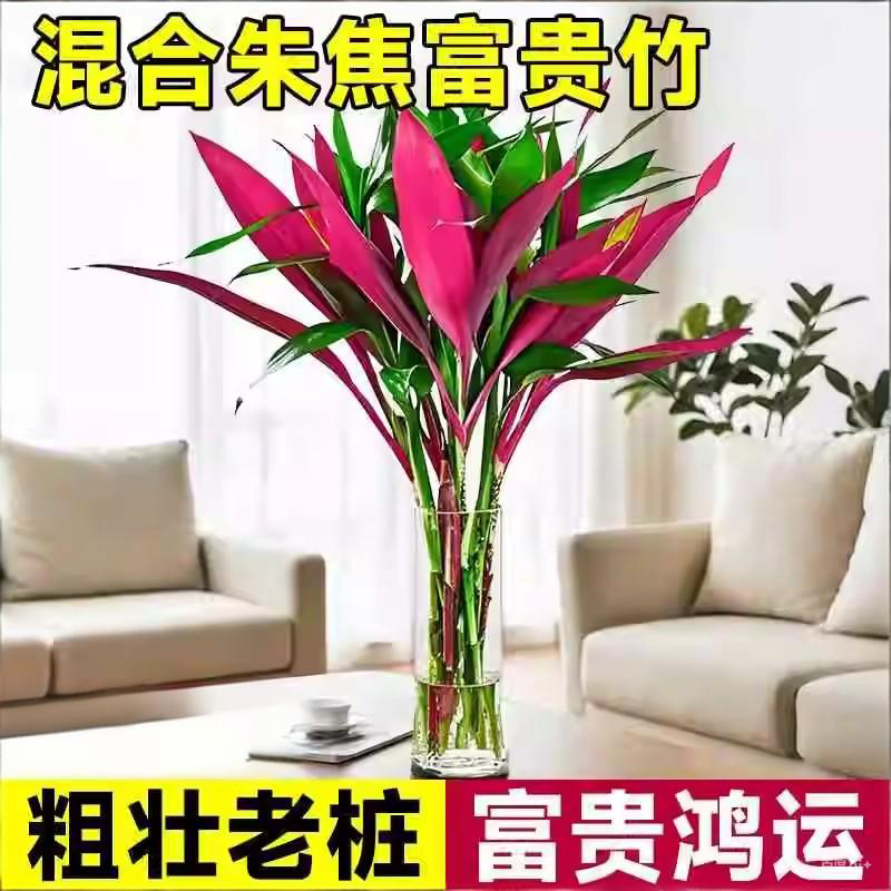 富贵鸿运竹水培植物紫竹鸿运当头大叶竹绿植花卉室内客厅水栽