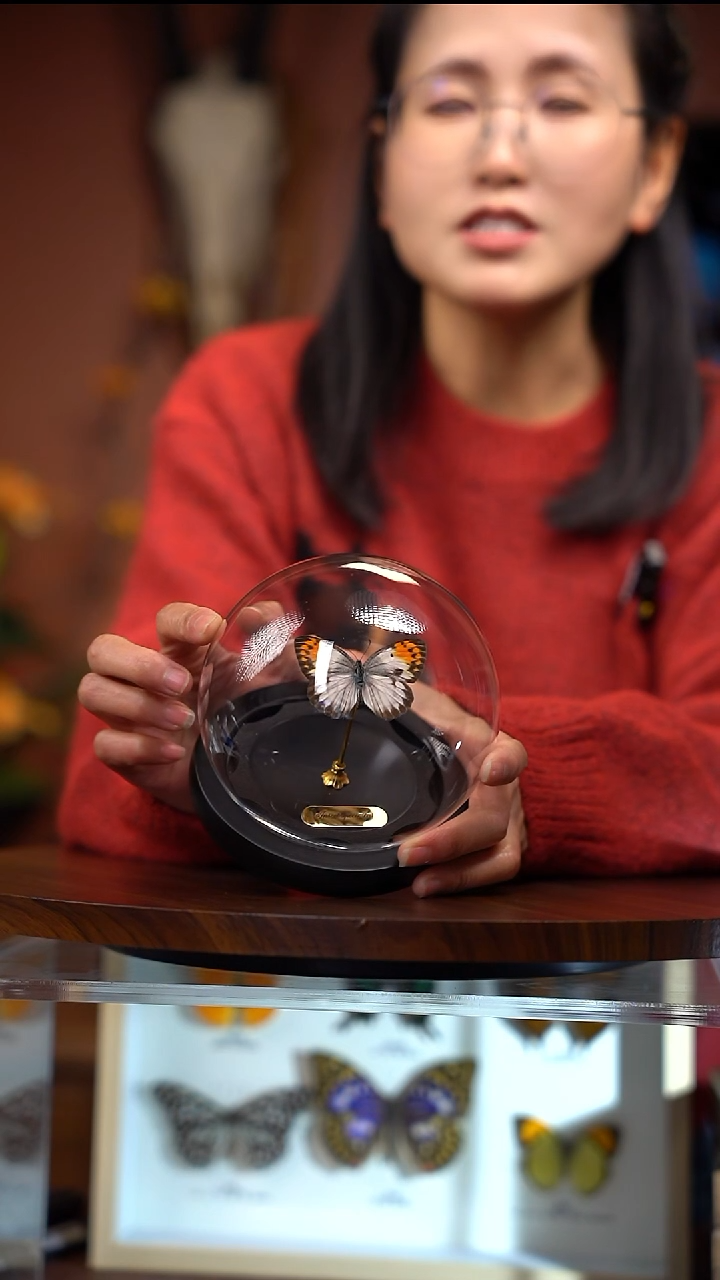 Z207    紫袖珂粉蝶  雌蝶  玻璃球款