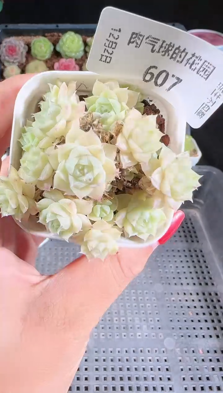 1202-607多肉群生不包整