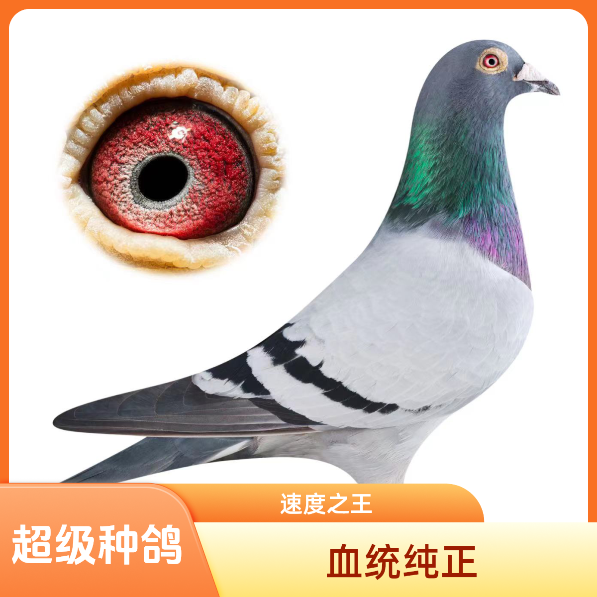 小浩金碧赛鸽信鸽鸽子  直播间专用