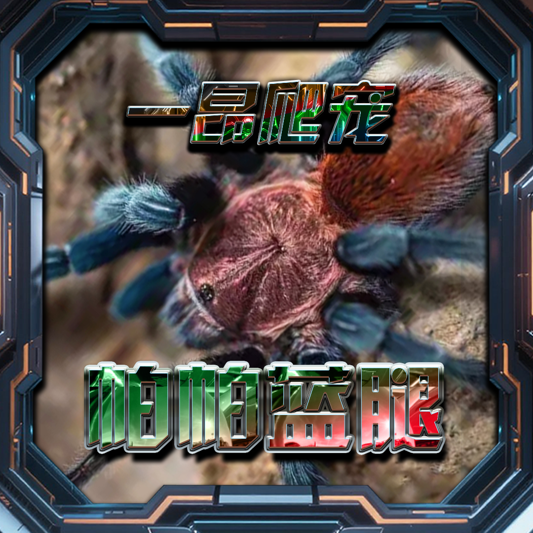 帕帕蓝腿宠物蜘蛛温顺好养可爱新手可饲养