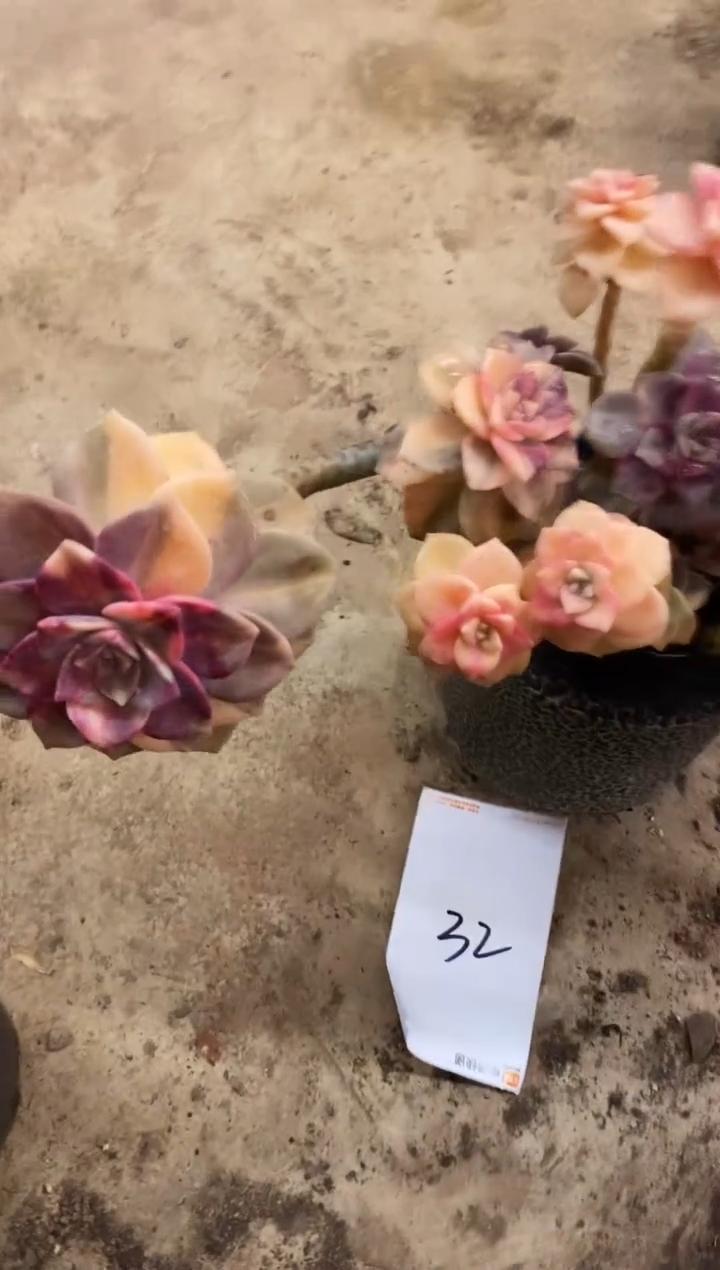 【闪购商品】32号紫乐锦￥118