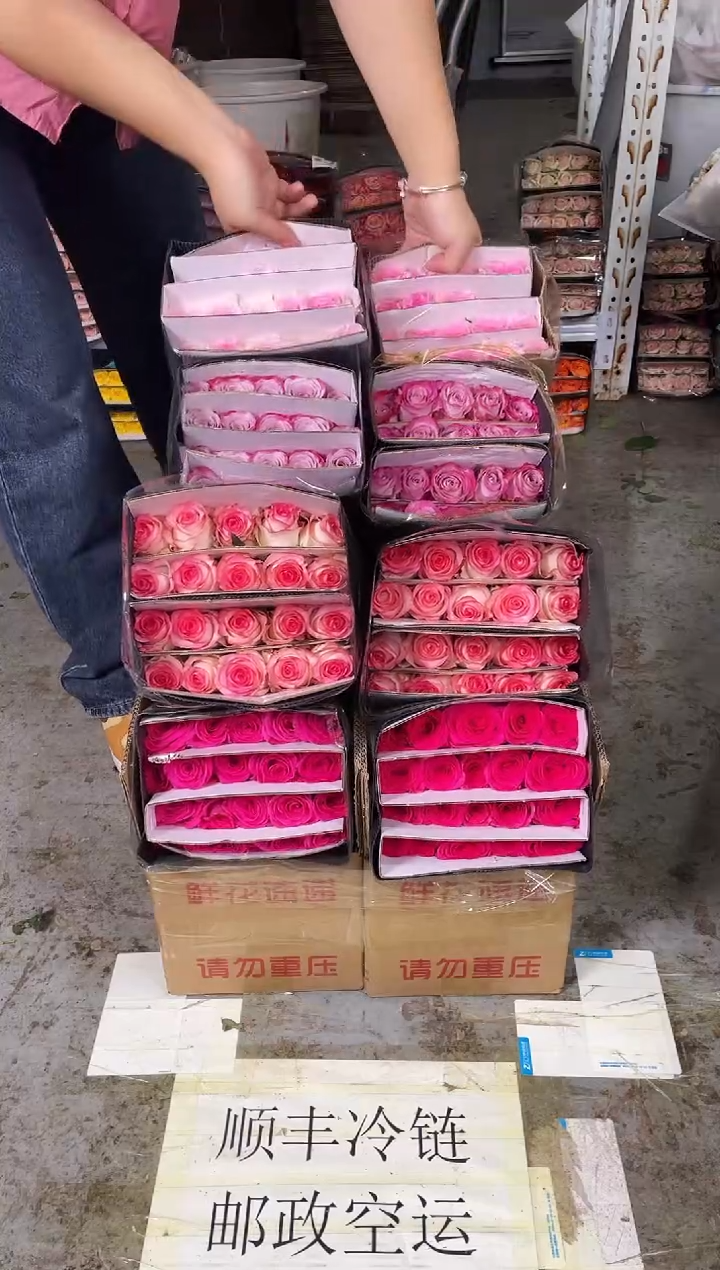 佛洛依德20枝+艾沙20枝+气场20枝+洛神20枝