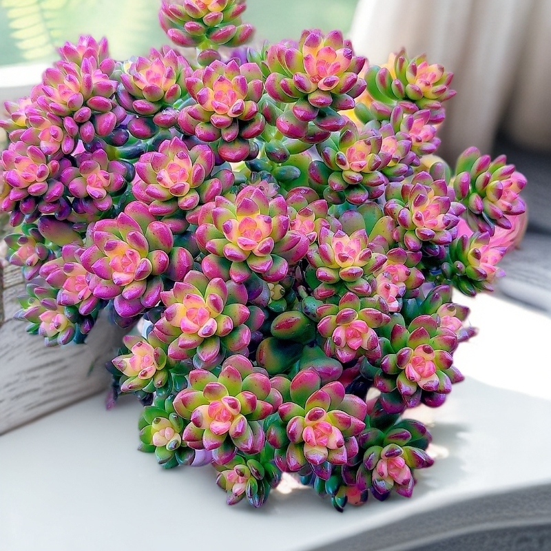 三岁家 七彩香豆景（原盆原土）全场任意两单包邮 多肉植物