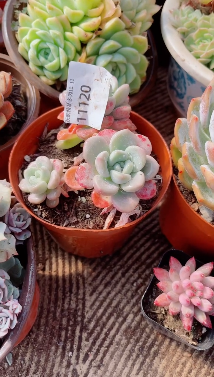 祖***言跃跃精品多肉11120