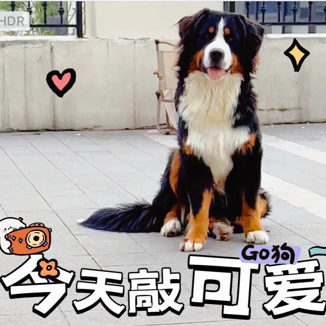 【侯教授】宠物狗狗活体（含新家大礼包）