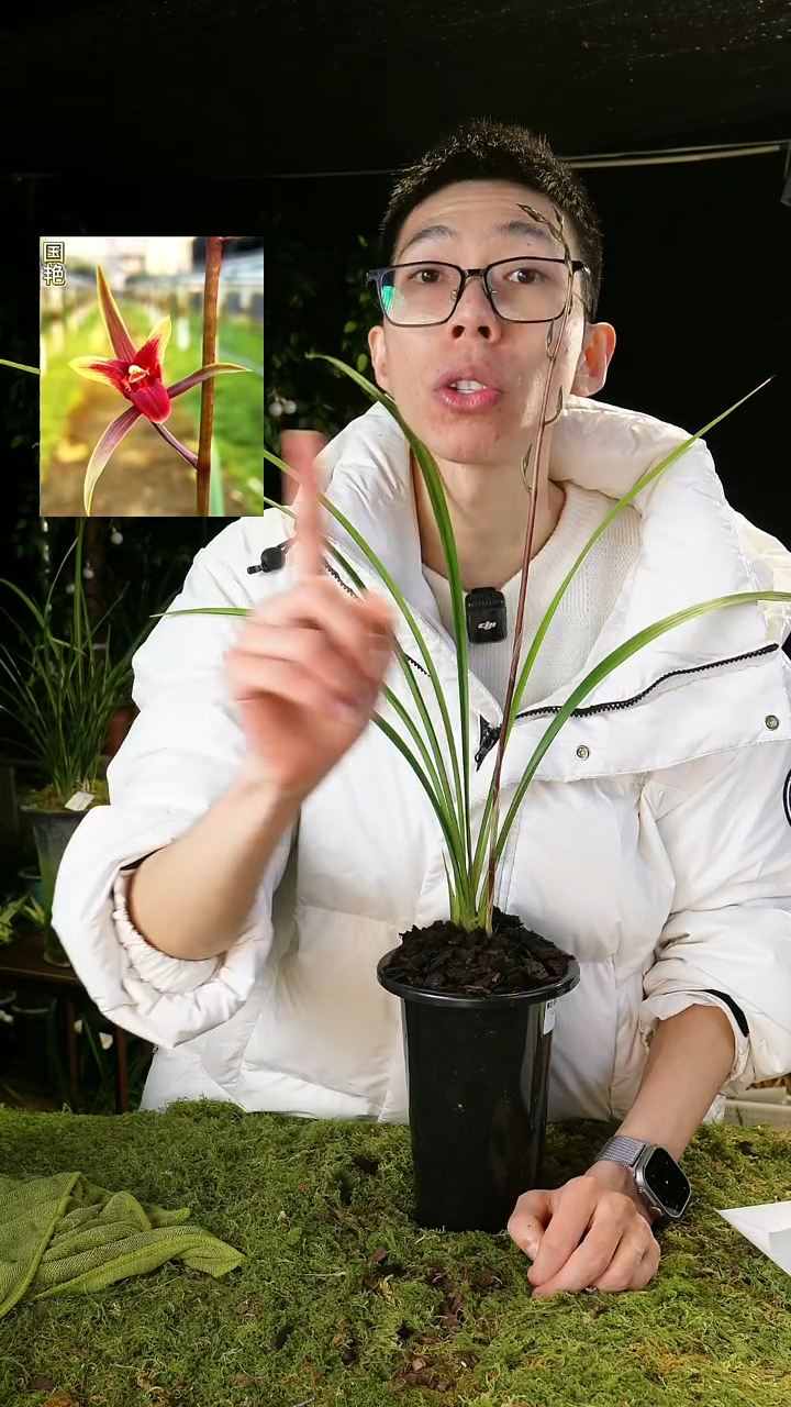 大部分开放少量花苞寒兰-国艳（2苗带花苞）脱盆发货