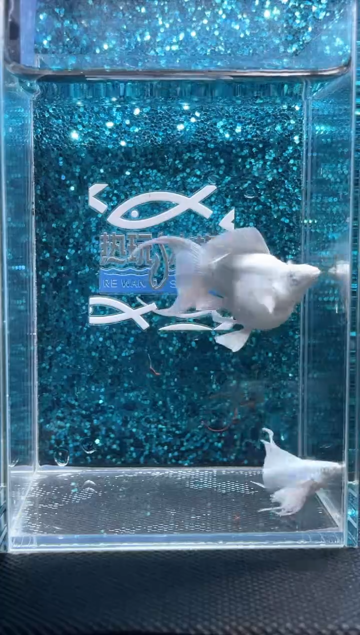 孔雀鱼钻眼瓷白一对