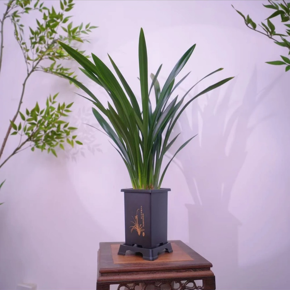墨兰盆栽带花苞四季开花浓香型适合阳台办公室养护