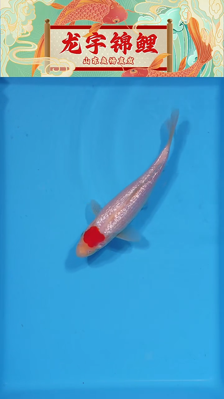 锦鲤2025122407丹顶20公分