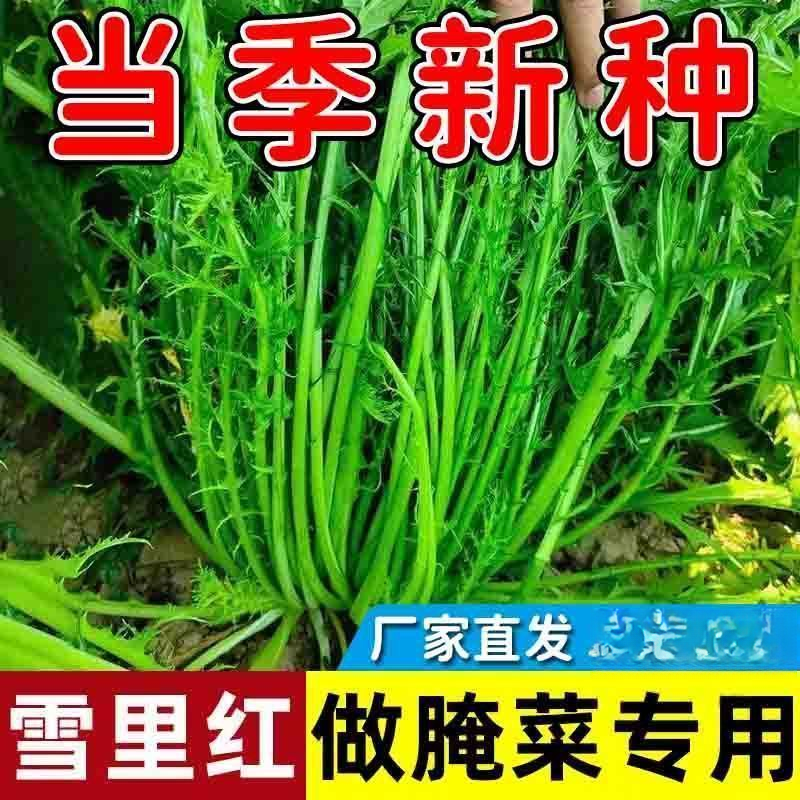 【全店满五包包邮】细叶雪里蕻种子南北咸菜种子四季盆栽庭院蔬菜