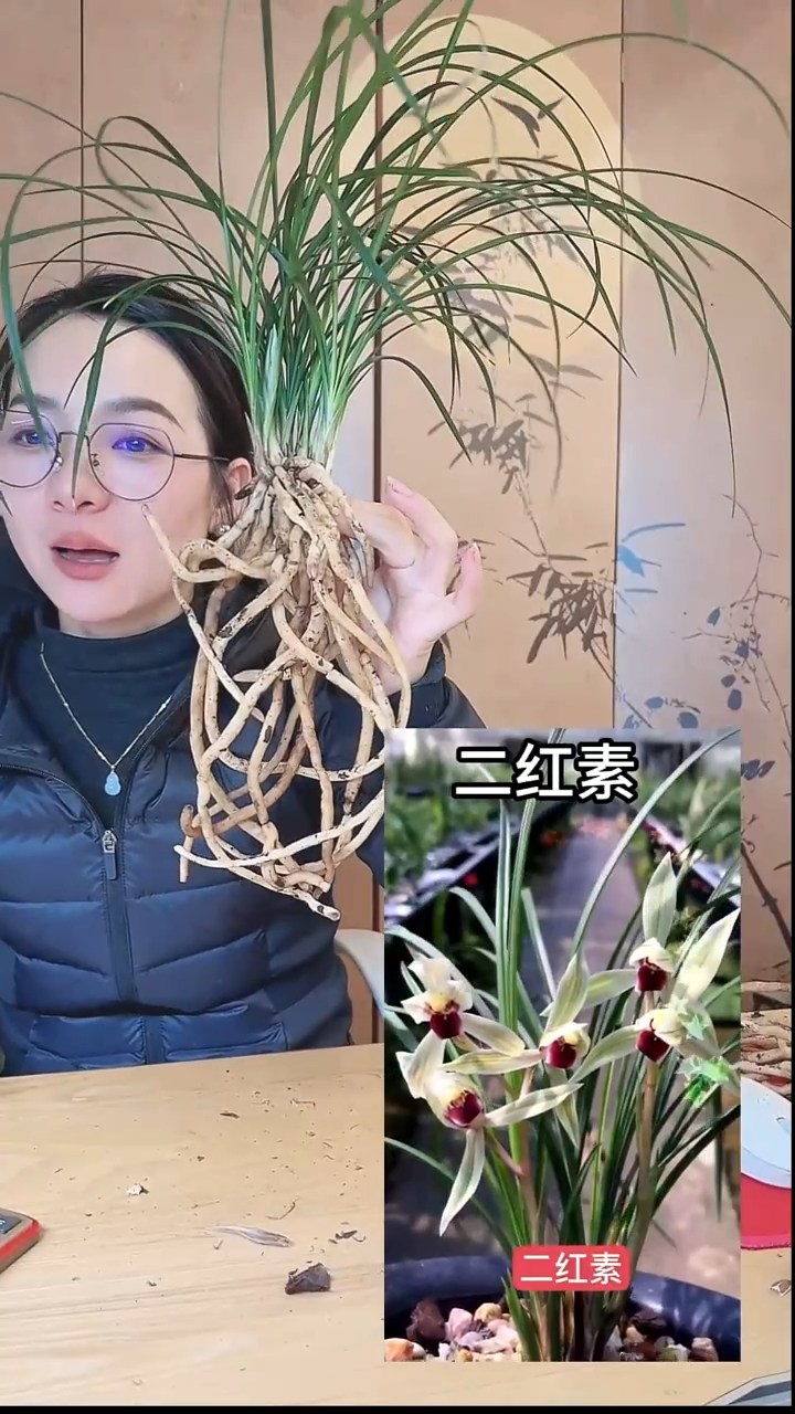 当前无花栽培后可以开花：二红素