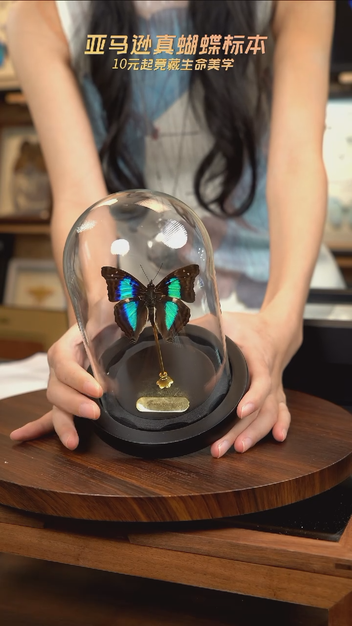 蓝带荣蛱蝶玻璃罩款