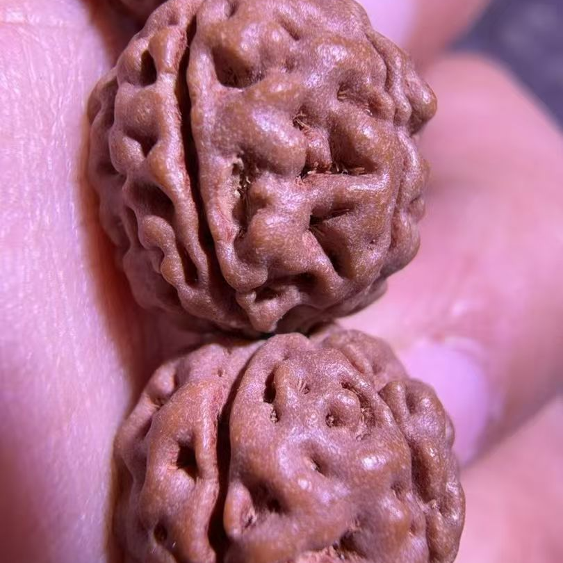 葛地利纯血一代盘龙小金刚菩提子（非一代龙）