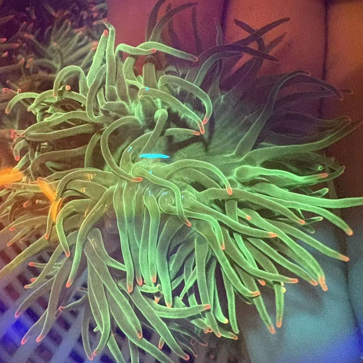 长须荧光海葵海缸绿石葵共生造景樱花观赏小丑鱼珊瑚生物新手