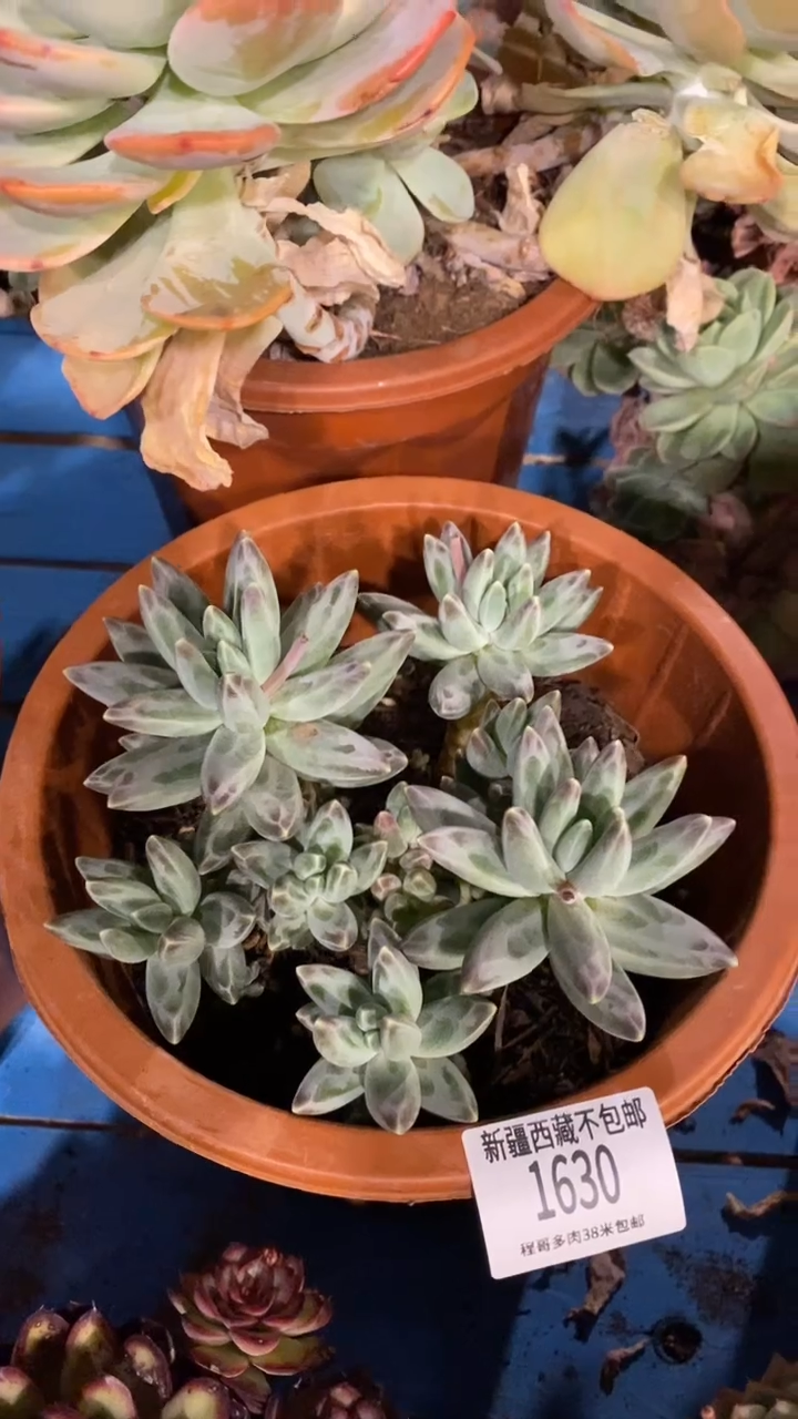 【闪购商品】1630乌拉克拉