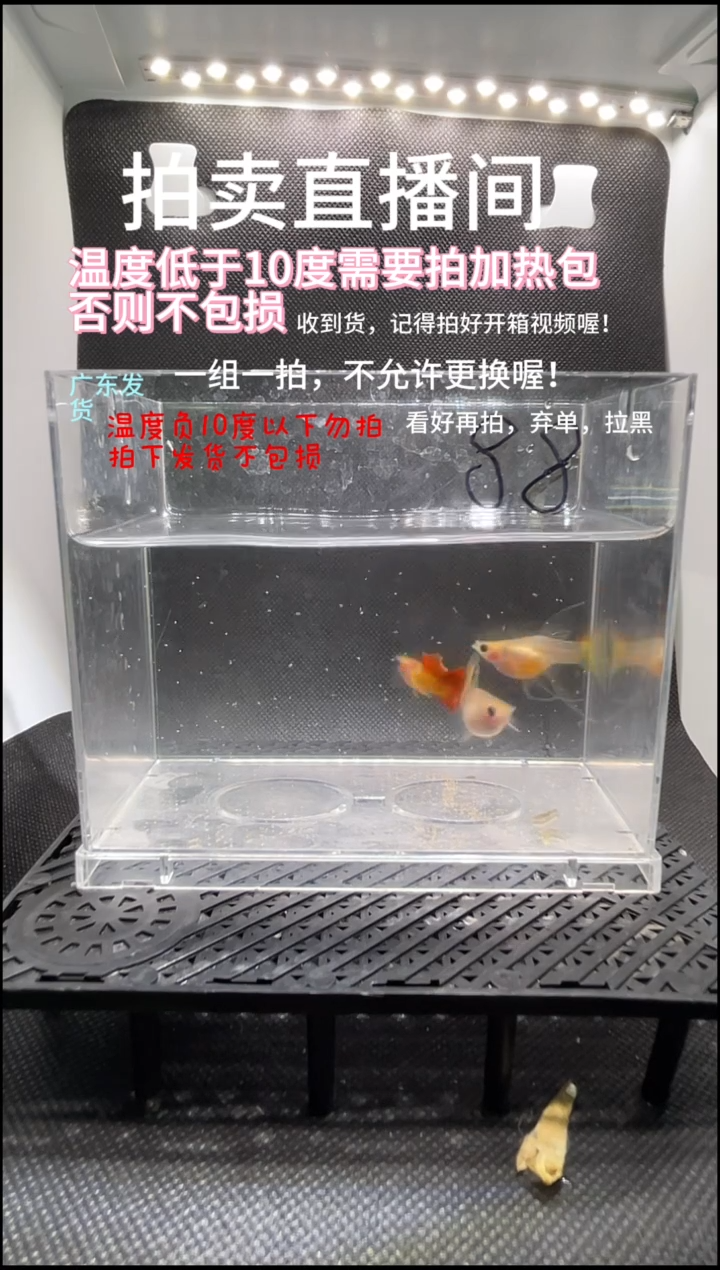 孔雀鱼皇家落日 C   三条  编号  88