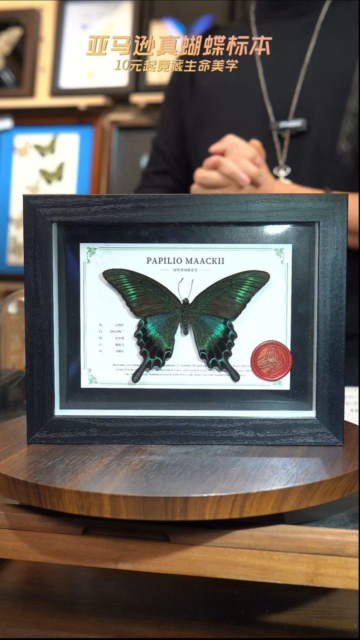 绿带翠凤蝶夏型8寸黑框国风版