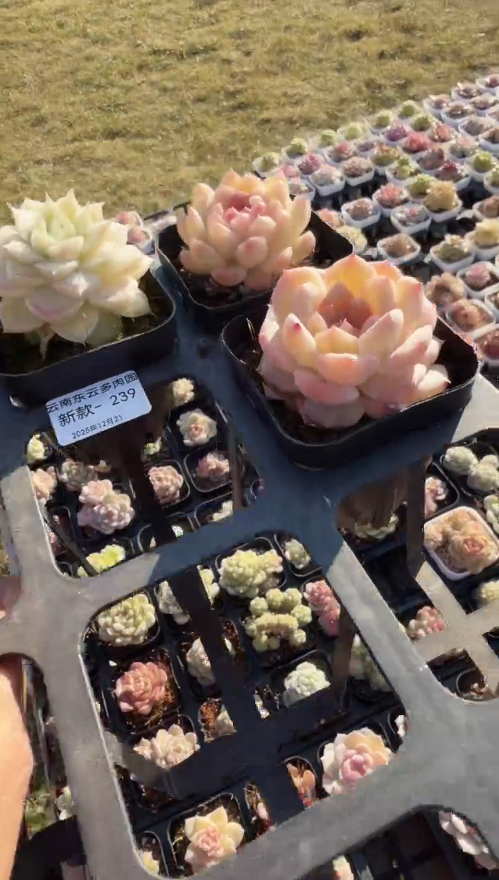 东云多肉园新款-239