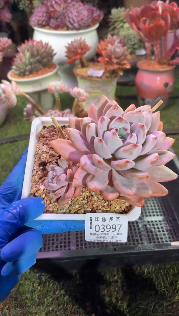 【闪购商品】03997