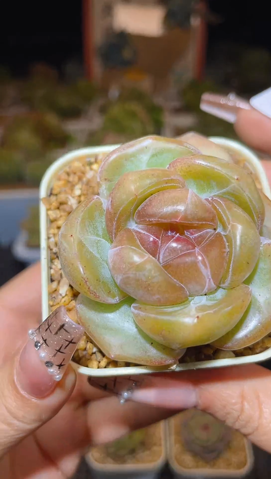 【闪购商品】097萌初