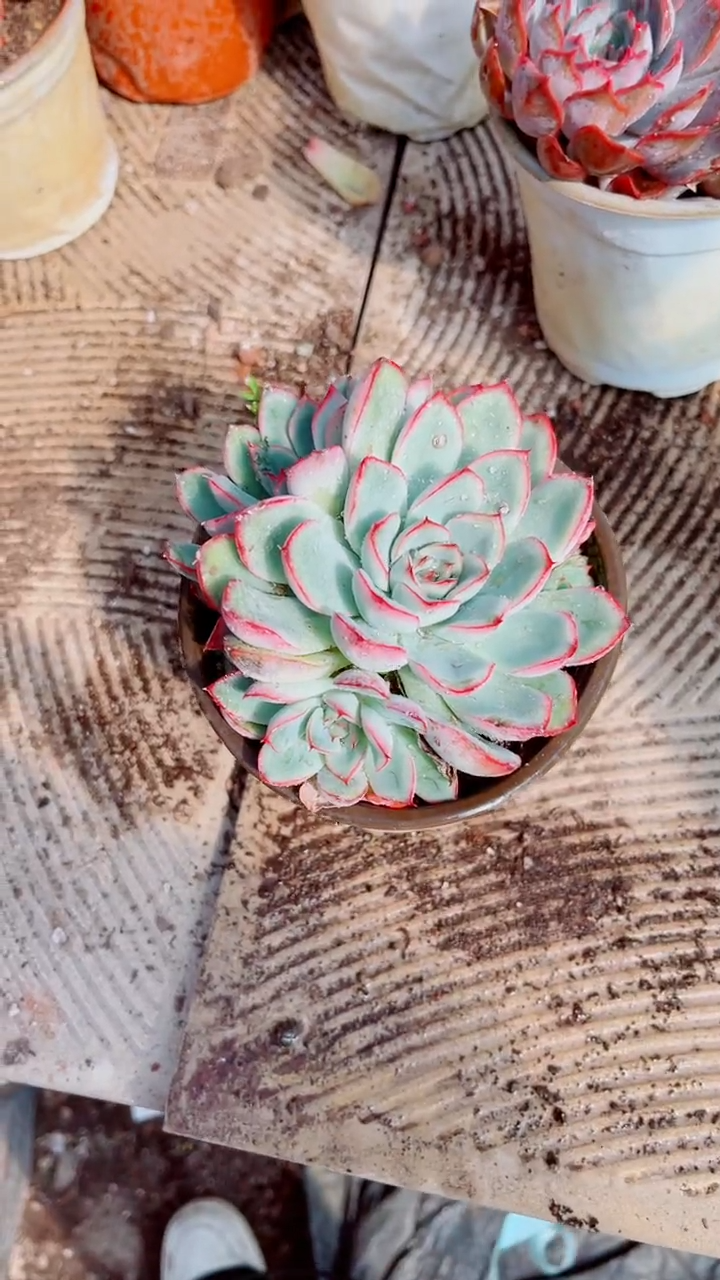 @*得跃跃精品多肉16060