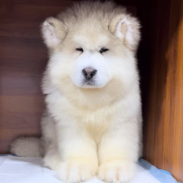{明杨二哥}-精品阿拉斯加乖小狗高级宠物伴侣犬大型犬宠物