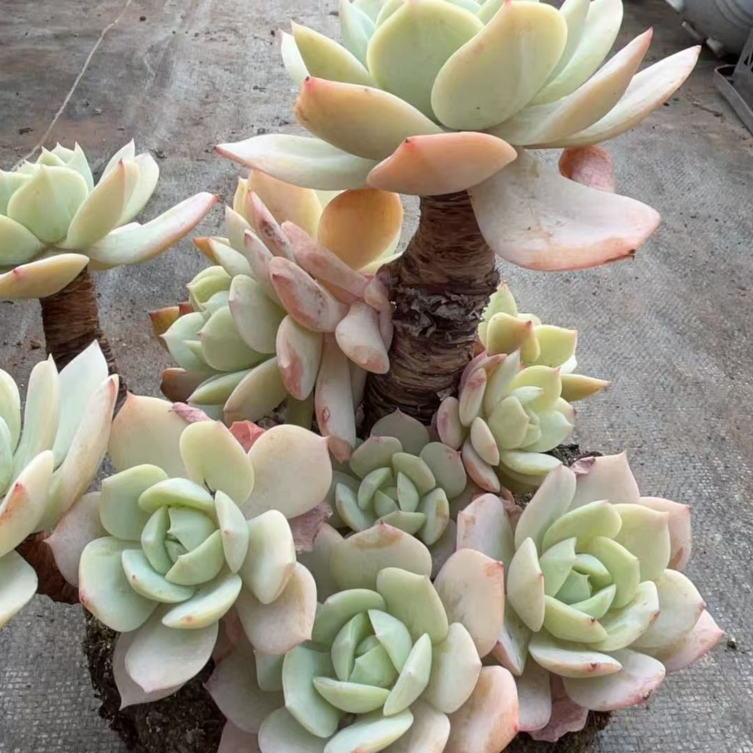 精品恋曲大群 多肉满18包邮