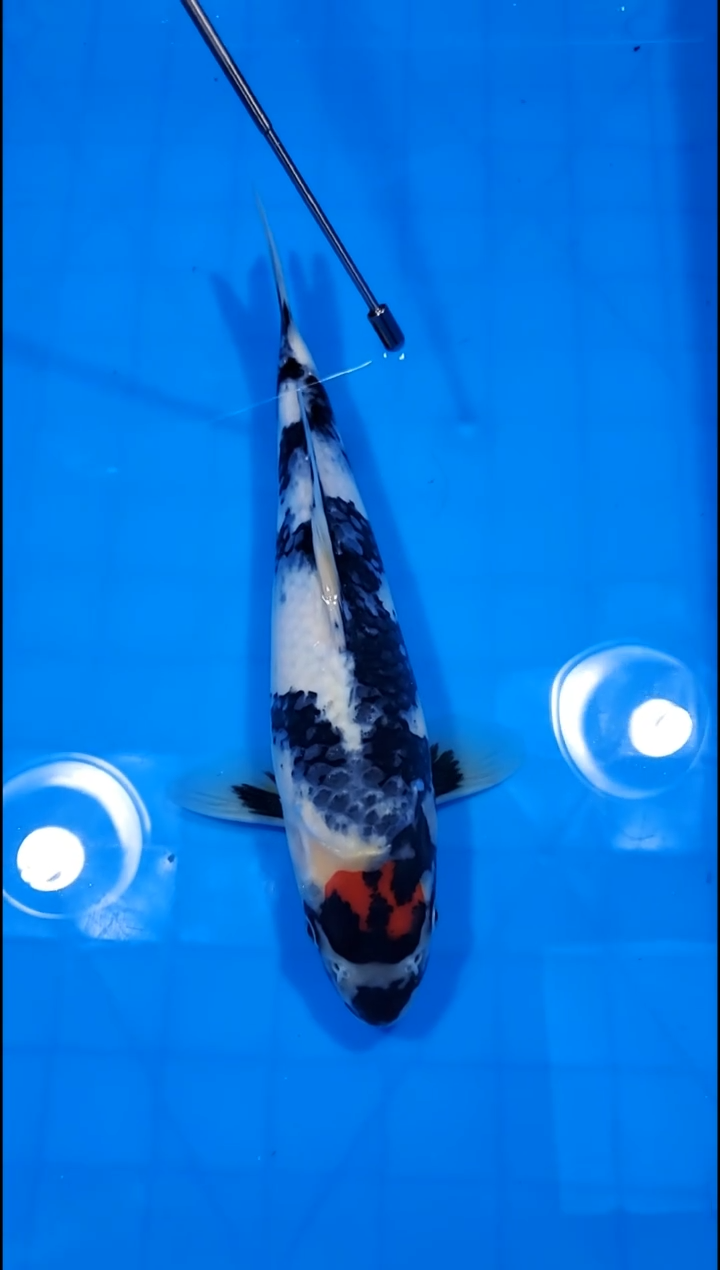 锦鲤【251228-31】丹顶昭和 35部 不详 八方