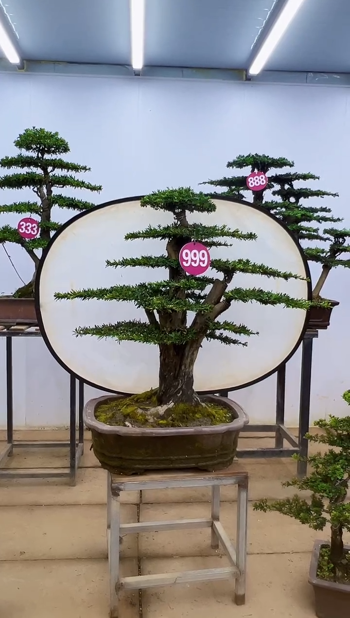 无花朵一物一拍，所见即所得