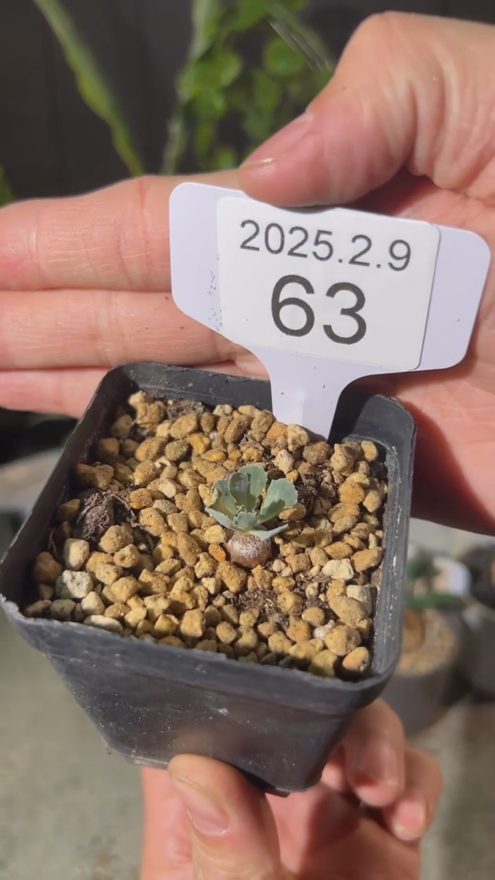 【闪购商品】格加2.9.63