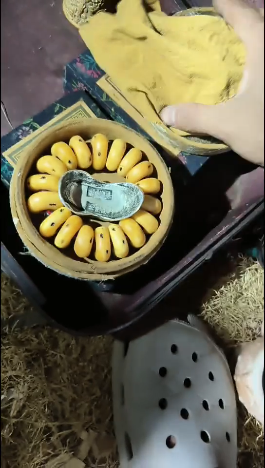 香榧木（1个开封圆盒子）