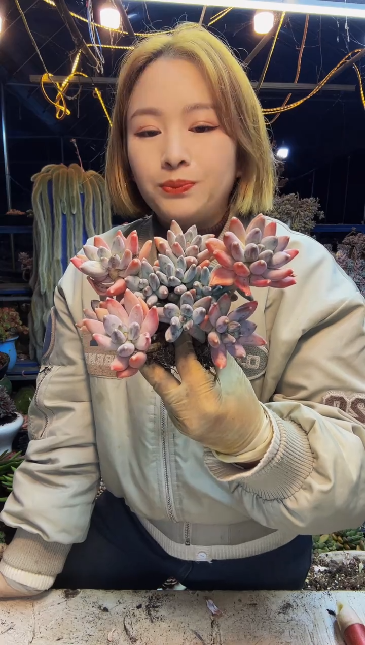 林*9号一物一拍脱土包邮