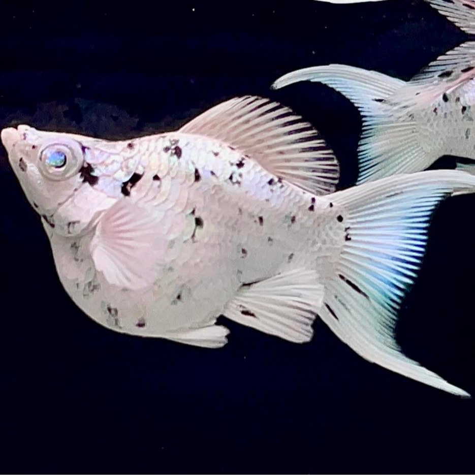 奶牛玛丽球原线种鱼