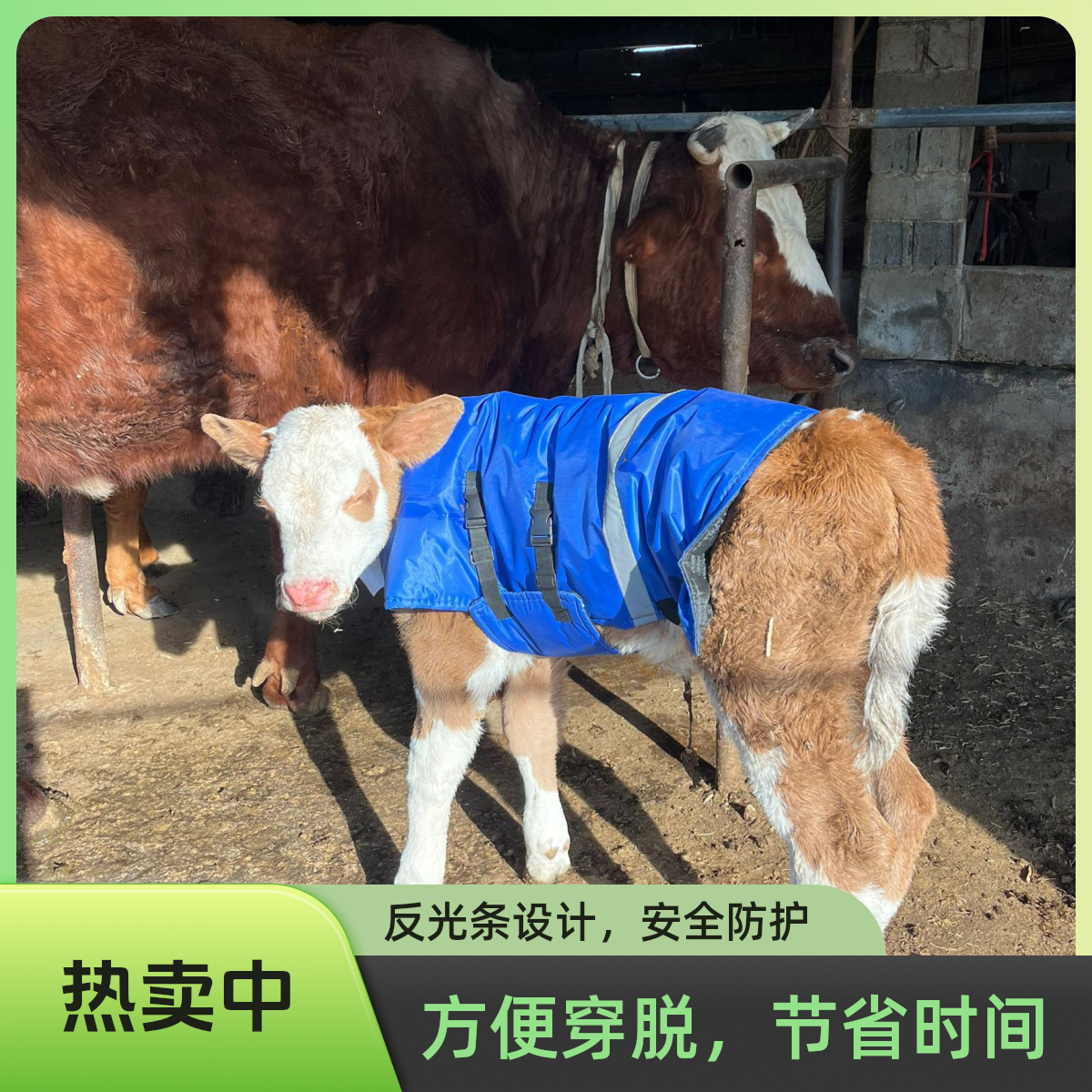 【粉丝福利】小牛犊防寒加厚马甲保暖外套公母通用牛犊衣服