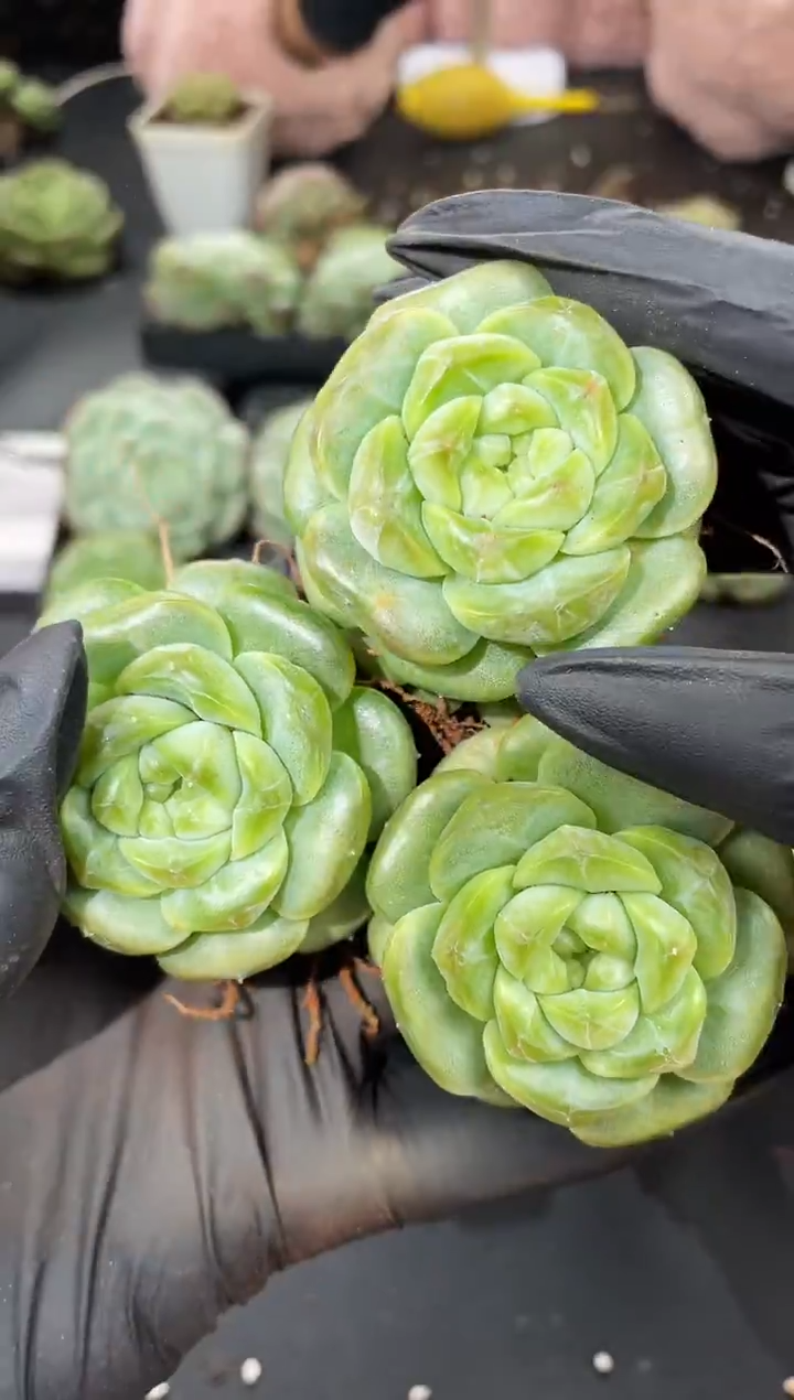 闪购889  翡冷翠多肉一颗   5厘米