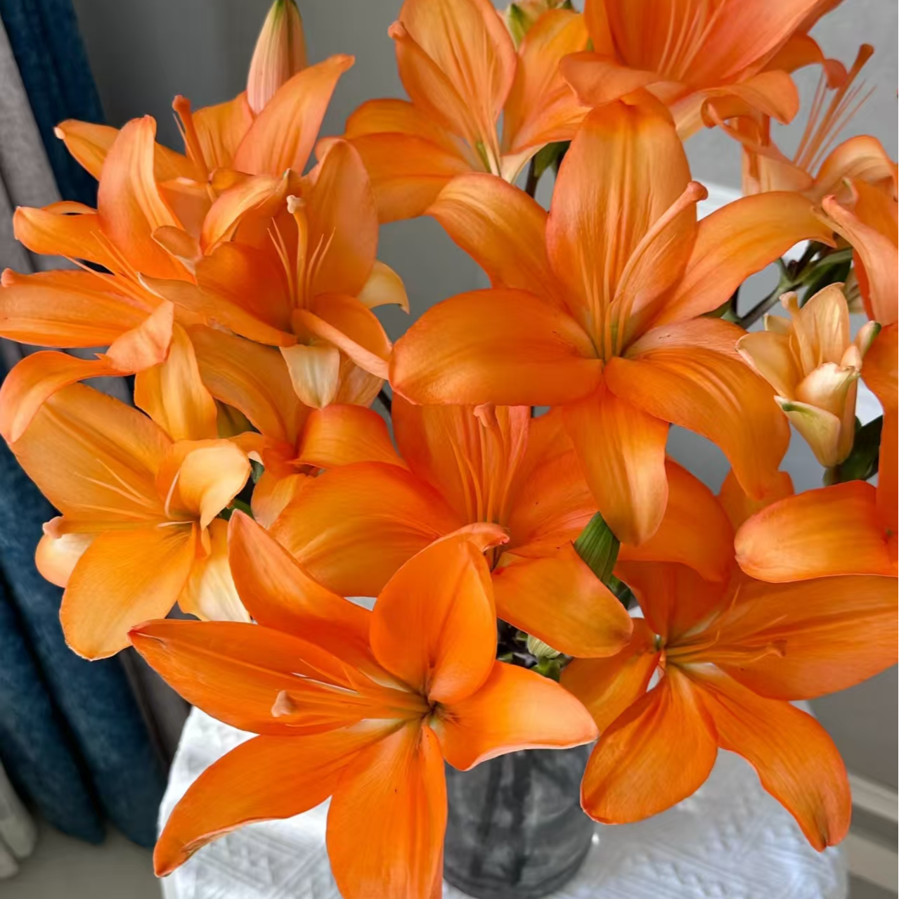 【买百合选林冲|橙色梦想】单瓣亚百合超长待机好开好养无香小花苞