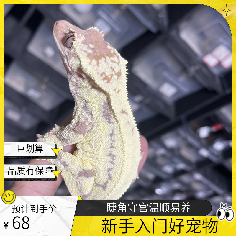 【品闲怪兽】睫角盖勾亚巨人守宫活体爬宠新手饲养萌宠-直播间选品
