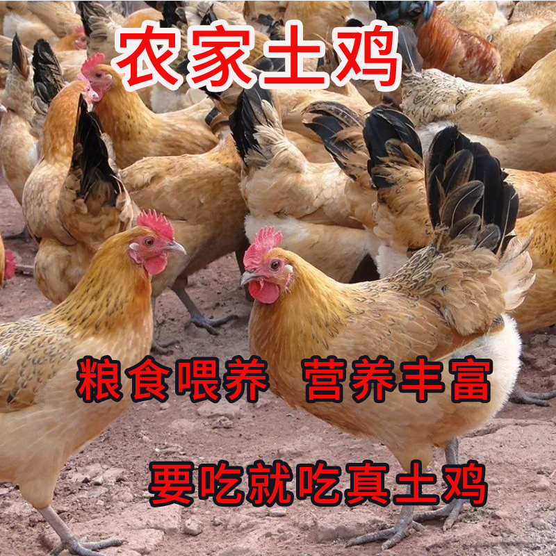 现杀散养农家土鸡整只笨鸡走地鸡农村老草鸡纯天然